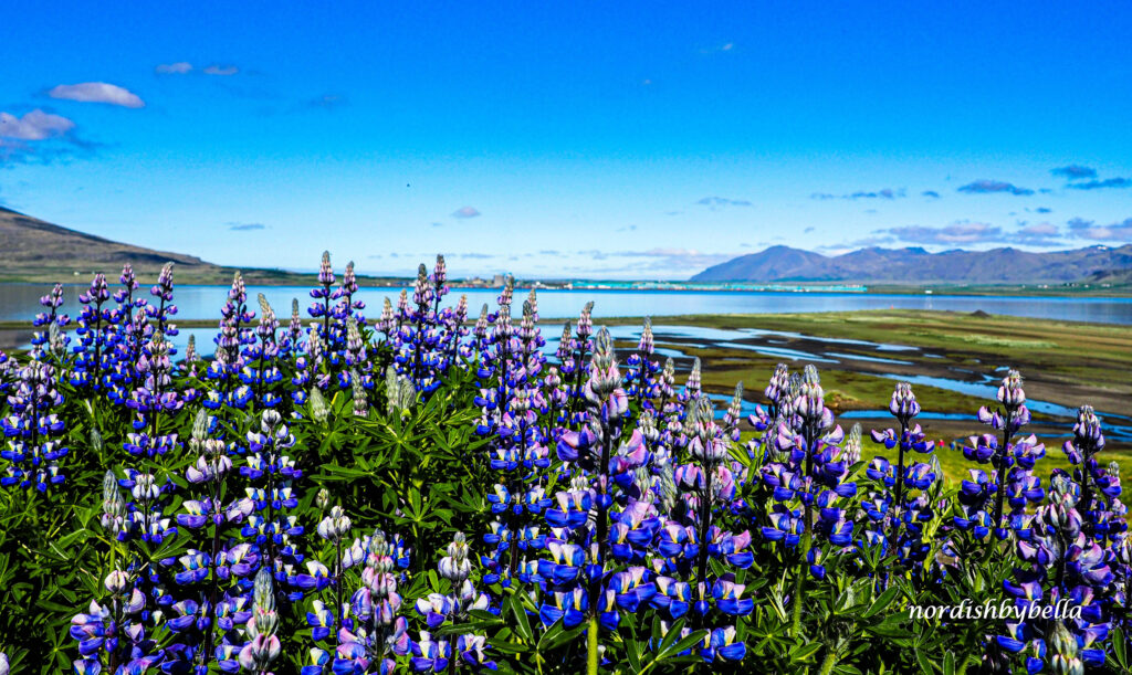 Vogelschutzgebiet am Hvalfjörður