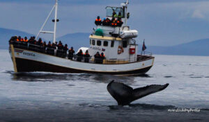 Walflosse eines abtauchenden Wals. Im Hintergrund ein Boot mit Walbeobachtern