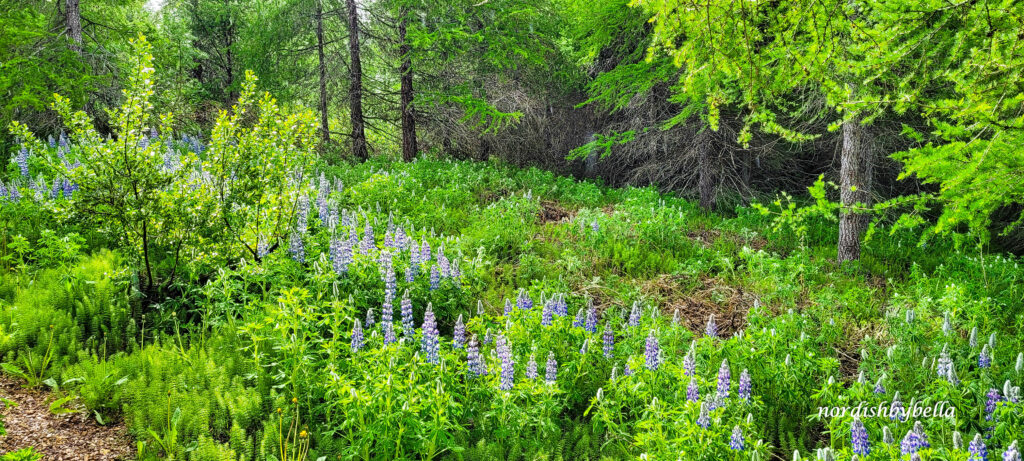 Garten vor unserem Cottage mit Lupinen und Bäumen