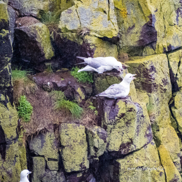 Möwen auf dem Felsen