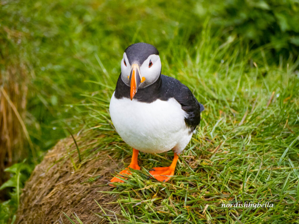 Bild von einem stehenden Papageientaucher (Puffin), der direkt in die Kamera schaut