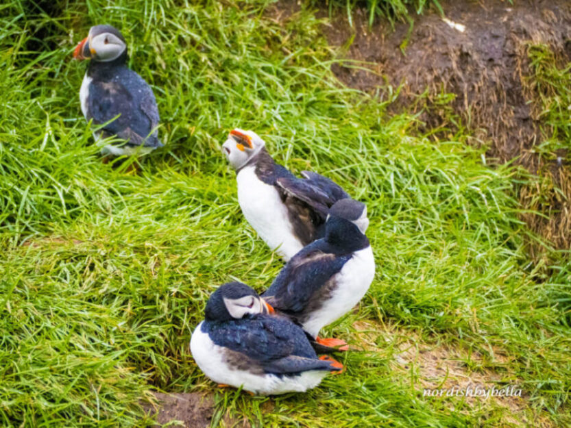 Vier Puffins, drei stehend, einer liegend. Ein stehender Puffin verdreht seinen Kopf diagonal noch oben