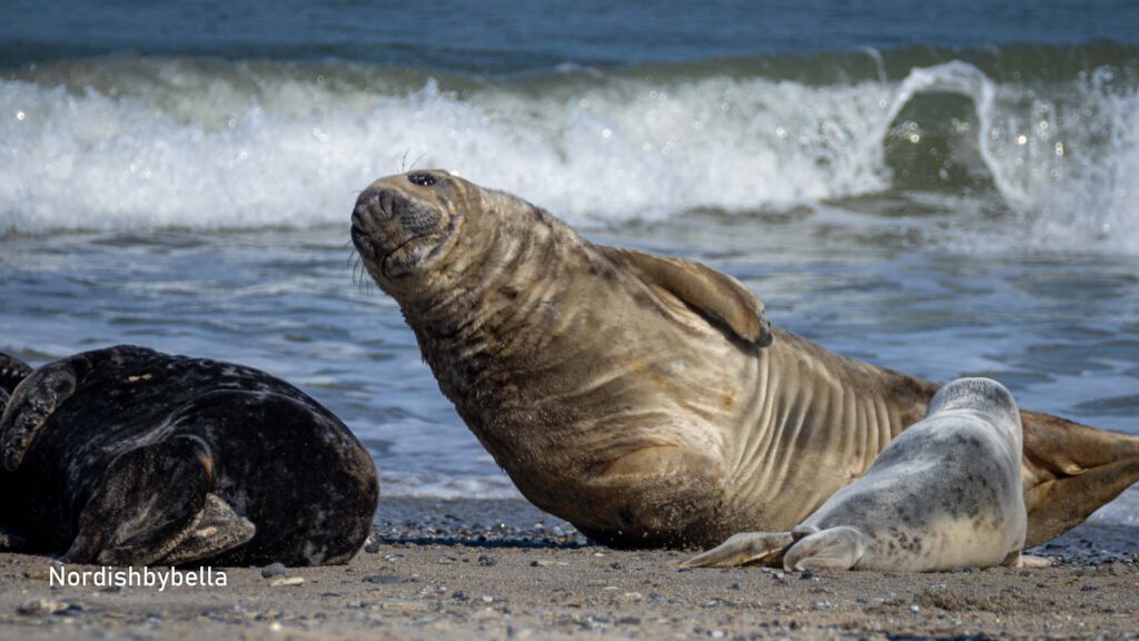 a group of seals on a beach