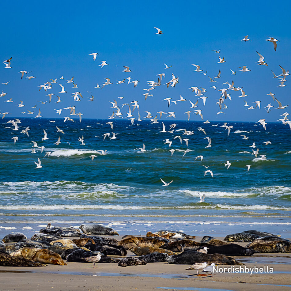 a group of birds flying over a beach